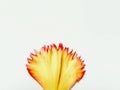 Flos Chrysanthemi